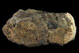 2.3" Ankylosaur Scute - Alberta (Disposition #000028-29) - #132097-3